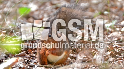 Eichhörnchen (15).jpg